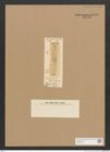Diatomeae indet. Zeichnungen Sammlung Grunow Nr. 4475 (NHMW-BOT-W0372433)